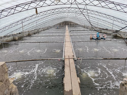 科技赋能水产养殖 低碳节能高速增氧机引领智慧养殖新时代